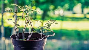 Easy if you used a loose, light, starter soil mix. Leggy Seedlings How To Prevent And Fix Them For Good