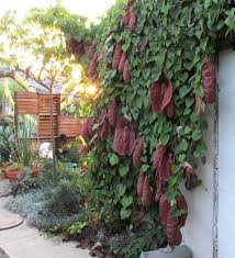Image result for Aristolochia
