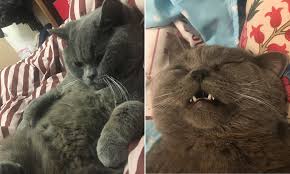 Oh, its cat drip store time, 10 hours time!!!just learned this video now holds the title world record longest premiere, heck yehif you guys could leave a lik. Cat Needs Glucose Drip After Mating With At Least Five Females In Single Night Daily Mail Online
