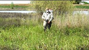 Its wings are short and in 2019, the ada county mosquito abatement district confirmed the presence of the west nile virus in. West Nile Cases In Idaho On The Rise Officials Warn Of Continuing Risk The Spokesman Review