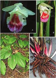 Image result for Bewsia