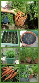 Growing Carrots In Plant Containers Makes For Easy Cultivation Container Gardening Plants Growing Vegetables