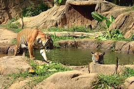 Call abg kumar kat 019 600 3472 dpt detail. A Famosa Resort Malacca Malaysia Safari Wonderland Packist Com