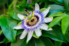 Would you like some free plants to fill up your flower planters? Passion Flower Care Growing Tips Horticulture Co Uk