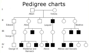 Pedigree Chart Templates Doc Excel Free Premium 5 Generation