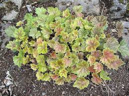 Image result for heuchera americana