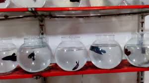 Betta Fish Kolathur Aquatic Videos
