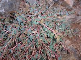 Image result for Euphorbia inaequilatera