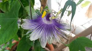 Image result for Zornia punctatissima