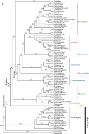 Image result for Nectaropetalum carvalhoi