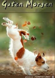 Guten morgen bilder hunde lustig gb bilder gb pics gastebuchbilder in 2020 guten morgen guten morgen bilder spruche guten morgen lustig. Guten Morgen