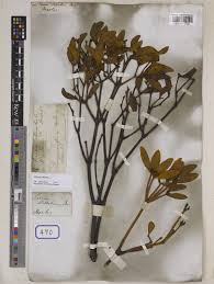 Image result for Viscum subserratum