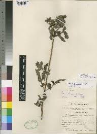 Image result for Bidens kilimandscharica