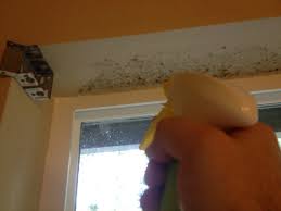 Most mold discoloration is green or black, but it may also appear orange or red depending on the mold variety. How To Clean Mold On Painted Walls And Ceiling Thriftyfun