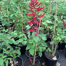 Image result for Erythrina falcata
