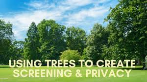 Get privacy from your neighbours whilst keeping your garden looking natural. Our Top 10 Trees For Screening Privacy Caragh Nurseries