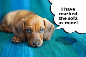 Check spelling or type a new query. How To Stop A Dachshund Urine Marking Solved I Love Dachshunds