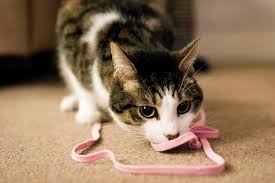 Kediler Iple Oynamayi Neden Severler Enpati Net Kedi Davranislari
