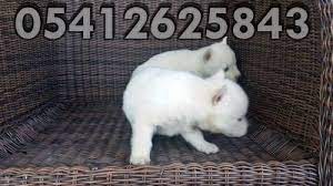 husky yavru ilanlari 05412625843 husky sibirya kurdu kopek
