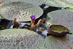 Image result for Nymphaeaceae