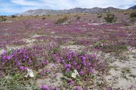 Visitors eager for tips and desert. Anza Borrego 2019 Super Bloom Ucnrs