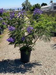 Most of the jacaranda trees in my childhood neighborhood were 30 feet tall. Jacaranda Bonsai Blue Pp West Covina Nurseries Facebook