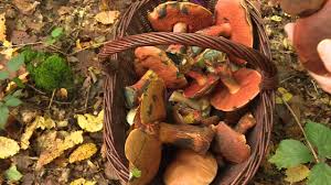 Son territoire correspond à l'ancienne province du roussillon agrandi du pays du fenouillèdes (pays de tradition languedocienne). Cueillette Des Champignons Une Annee Record Youtube