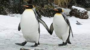 Check spelling or type a new query. Funny And Cute Penguins Penguins Fail Videos Compilation Youtube