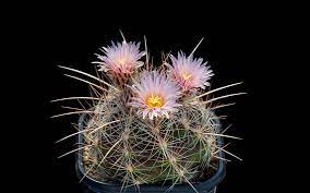 Cactus flower background wallpaper | wallpicshd. Wallpaper Cactus Pink Flowers Bloom Needles 1920x1200 Hd Picture Image