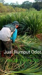 Jika dari rumpun harus dipilih yang sehat dan banyak mengandung akar serta calon anakan baru. Pin Di Barang Untuk Dibeli