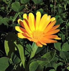 Image result for Inula