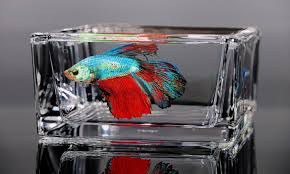 Sung kim is a master landscape artist who has created over 300 oil paintings of beautiful landscapes. Hyperrealistic Oil Paintings Of Colorful Fish Trapped In Glass Bowls