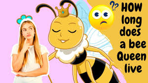 Unlike the worker bees the drones do not sting. How Long Does A Queen Bee Live Queen Bee S Life Explained Short Youtube