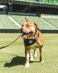 Austin fc will be featuring adoptable dogs from austin pets alive! Austin Pets Alive Austin Pets Alive And Austin Fc Announce