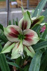 Beautiful Butterfly Beautiful Flowers Amazing Flowers Pretty Flowers