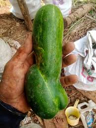 Image result for Peponium sp. A