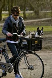 Hundekorb Gesucht Hier Sind Einige Beispiele Die Weiterhelfen Konnen Hund Fahrrad Hundekorb Fahrrad Hundekorb