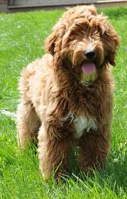 Are you looking for the best f1b mini goldendoodle puppies for sale? Mini Goldendoodles Mini Goldendoodle Puppies