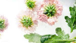 Download Premium Image Of Pale Pink Chrysanthemum Flowers With Green Chrysanthemum Flower Flower Doodles Flowers