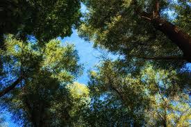 10313 best green forest ✓ free stock photos download for commercial use in hd high. Hd Wallpaper Leaves Trees Aesthetic Green Forest Sky Plant Growth Wallpaper Flare