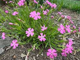 Image result for Silene