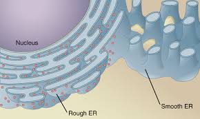 We did not find results for: Smooth Endoplasmic Reticulum Function And Their Structure