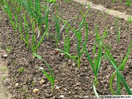 Résultat de recherche d'images pour "nouer l'ail"