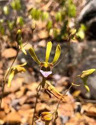 Image result for Polystachya dendrobiiflora