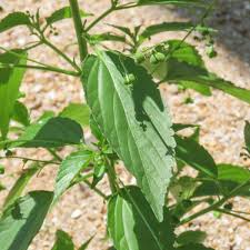 Image result for Micrococca mercurialis