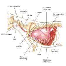 2019 Ultimate Veterinary Guide To Cat Anatomy With Images