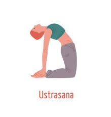 She gives detailed instructions of how to safely get in and out of the pose using strong legs and core and treating the pose more as a front extension versus a backbend. Camel Pose Yoga Vector Images Over 120