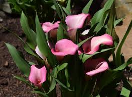 Calla lilies should be planted in the spring after all danger of frost has passed. How To Grow Calla Lilies Indoors Or Outdoors Dengarden