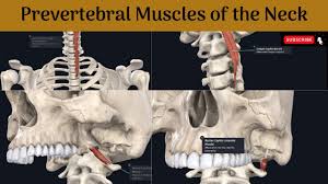 Explanation of approach teaching neck muscles via cervical fascia0:35. Muscle Performance In Neck Pain Physiopedia