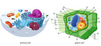 Check spelling or type a new query. Difference Between Plant And Animal Cells Science Trends